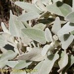 Sideritis dasygnaphala Hoja