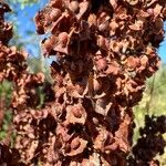 Rumex cristatus Fruit