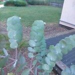 Eucalyptus pulverulenta Blad