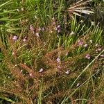 Agalinis filifolia Habitatea