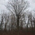 Ulmus laevis ശീലം
