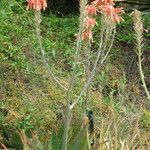 Aloe lateritia Diğer