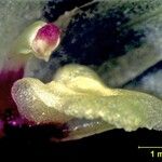 Octomeria costaricensis 果実
