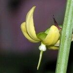 Ouratea crassinervia Flower