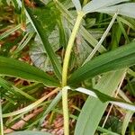 Polygonatum verticillatum Kora