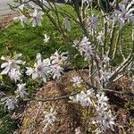 Magnolia stellata Цвят