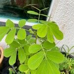 Cassia obtusifolia Leaf