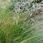 Eragrostis barrelieri Φύλλο