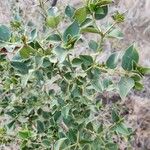 Carissa spinarum Leaf
