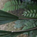 Pholidota spp. Leaf