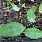 Smilax domingensis Feuille