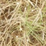 Gypsophila capillaris عادت داشتن