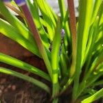 Muscari botryoides Kabuk