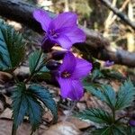 Cardamine glanduligera Flors