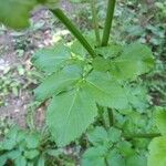 Smyrnium olusatrum Leaf