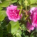 Rosa × damascena Fuelha