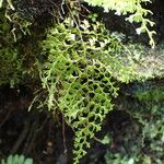 Hymenophyllum polyanthos Листок