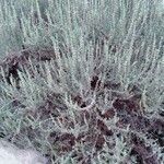 Artemisia herba-alba Λουλούδι
