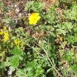 Potentilla gracilis ᱛᱟᱦᱮᱸ