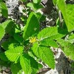 Corchorus hirtus പുഷ്പം