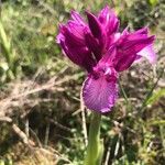 Anacamptis papilionacea Цвят