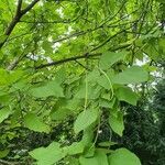 Catalpa bignonioidesFolha