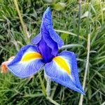 Iris xiphium Bloem