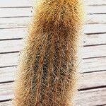 Cleistocactus variispinus Blatt