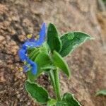 Commelina imberbis 葉