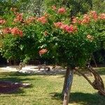 Campsis grandiflora Habitatea