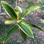 Viburnum cassinoides Leaf