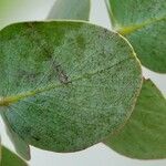 Eucalyptus pulverulenta Blad