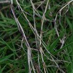 Agrostis stolonifera Fruit