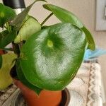 Peperomia polybotrya Levél