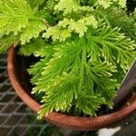 Selaginella pallescens Ліст