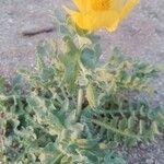 Glaucium flavum Blatt