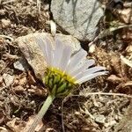 Leucanthemopsis alpina 花