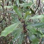 Phelline lucida Leaf