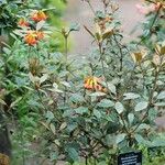 Rhododendron lamrialianum Habit