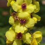 Verbascum nigrum Квітка