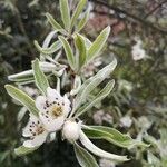 Pyrus salicifolia Blomma