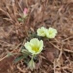 Monsonia longipes Blomma