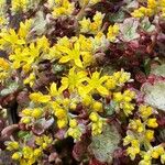 Sedum spathulifolium Хабит