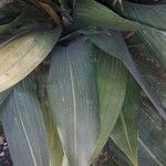 Aspidistra lurida List