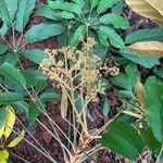 Schefflera morototoni Цветок