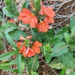 Crossandra mucronata Virág