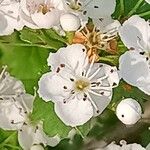 Hedlundia thuringiaca Blüte