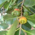 Psidium cattleyanum Plod