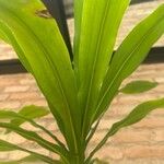 Dracaena arborea Hoja