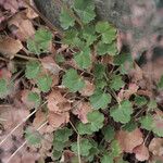 Heuchera rubescens Habit